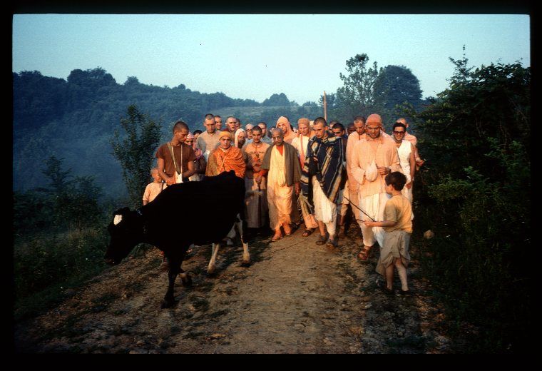 Srila Prabhupada On Cows Ahimsa Living